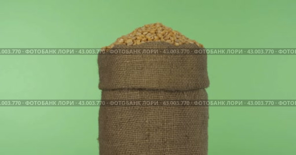 Вращение  полного мешка горохового  зерна. Крупный план. Зеленый экран. Rotating a full bag of peas grain. Close-up. Стоковое видео, видеограф Александр Собко / Фотобанк Лори