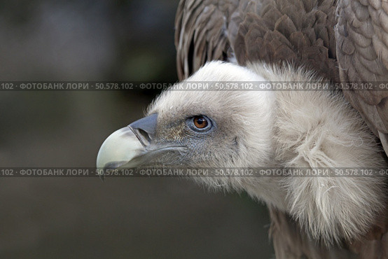 Vulture. Стоковое фото, агентство Ingram Publishing / Фотобанк Лори