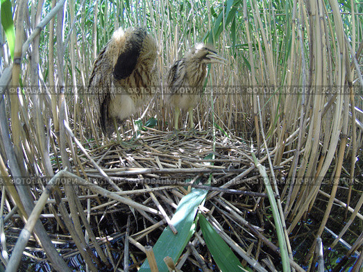 Выпь большая. Bittern (Botaurus stellaris). Стоковое фото, фотограф Василий Вишневский / Фотобанк Лори