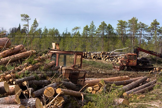 Вырубка леса (2009 год). Редакционное фото, фотограф Михаил Митин / Фотобанк Лори