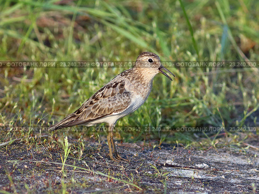Взрослый белохвостый песочник (Calidris temminckii), птица с открытым клювом на берегу озера. Ямало-Ненецкий автономный округ. Стоковое фото, фотограф Григорий Писоцкий / Фотобанк Лори