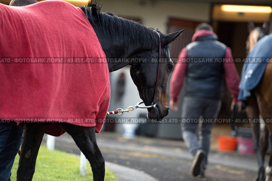walking bay thoroughbred horse before race. Paris, France. Стоковое фото, агентство Ingram Publishing / Фотобанк Лори