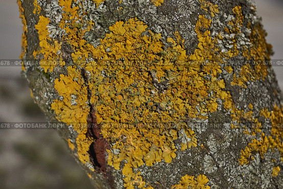 Wall Xanthoria (lat. Xanthoria parietina) is a lichen of the Telochistaceae family, a species of the Xanthoria genus on the bark of a tree. Стоковое фото, фотограф Андрей Жигальцов / Фотобанк Лори