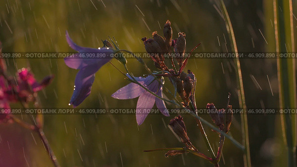 Warm rain falling down on beautiful purple and pink flowers growing on the field. Стоковое фото, фотограф David Kashakhi / Фотобанк Лори