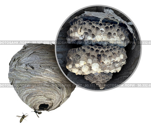 Wasp nest diagram as a gray paper colony of yellow jacket hornets as insects flying and showing the inner structure with the inside as hexagonal cells for the larva of the wasps . Стоковое фото, агентство Ingram Publishing / Фотобанк Лори