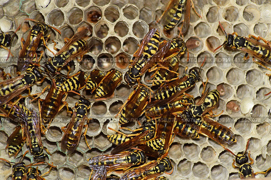 Wasp nest with wasps sitting on it. Стоковое фото, фотограф Леонид Еремейчук / Фотобанк Лори