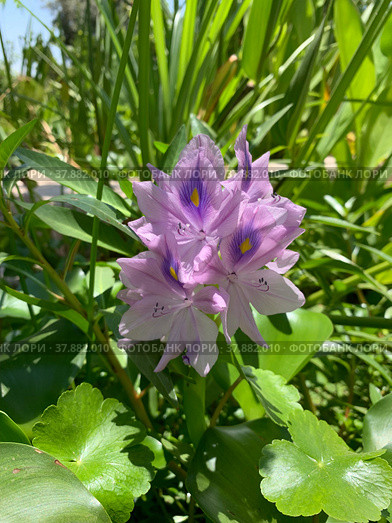 Water hyacinth Eichornia (Eichornia crassipes) in an artificial pond. Стоковое фото, фотограф Irina Opachevsky / Фотобанк Лори