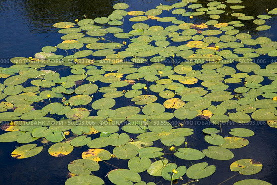Water Lily Background, Castle Moat; Copenhagen; Denmark. Стоковое фото, агентство Ingram Publishing / Фотобанк Лори