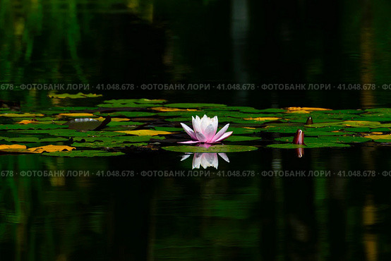Water lily or pink lotus flower floating in pond water with reflection. Стоковое фото, фотограф Антон Вахрушев / Фотобанк Лори