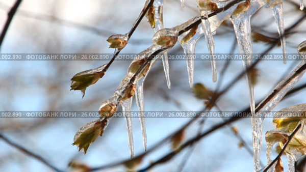 Weather anomalies, frosts. Весенние заморозки, погодные  аномалии. Лёд  на дереве в весеннем лесу. Стоковое видео, видеограф Светлана Промысловская / Фотобанк Лори