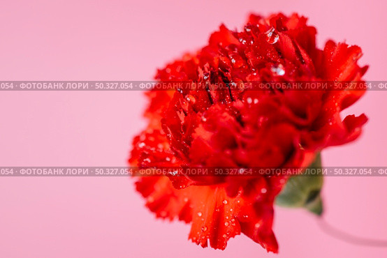wet carnation pink. Beautiful photo. wet carnation pink. Стоковое фото, агентство Ingram Publishing / Фотобанк Лори
