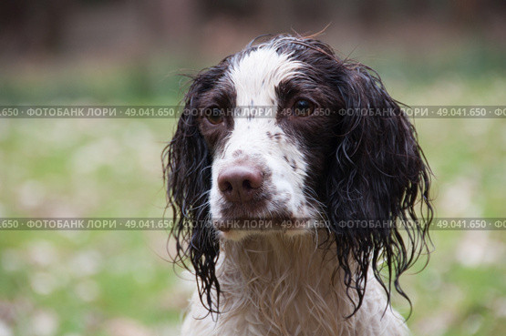 Wet liver and white springer spaniel laying down. Стоковое фото, агентство Ingram Publishing / Фотобанк Лори