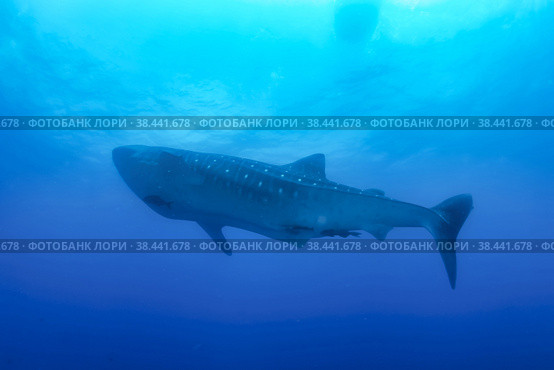 Whale shark (Rhincodon typus) mammal swimming in tropical underwaters. Shark in underwater wild animal world. Observation of wildlife ocean. Scuba diving adventure in Ecuador coast. Copy space. Стоковое фото, фотограф Aleksandr Golubev / Фотобанк Лори