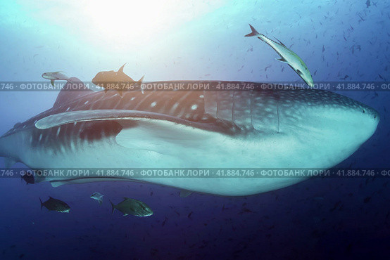 Whale shark (Rhincodon typus) mammal swimming in tropical underwaters. Shark in underwater wild animal world. Observation of wildlife ocean. Scuba diving adventure in Ecuador coast. Copy text space. Стоковое фото, фотограф Aleksandr Golubev / Фотобанк Лори
