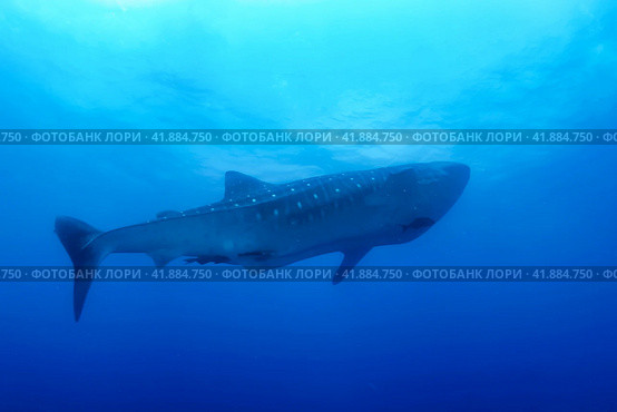Whale shark (Rhincodon typus) mammal swimming in tropical underwaters. Shark in underwater wild animal world. Observation of wildlife ocean. Scuba diving adventure in Ecuador coast. Copy space. Стоковое фото, фотограф Aleksandr Golubev / Фотобанк Лори