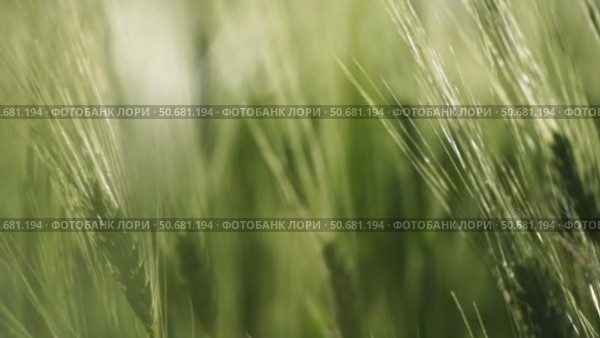 Wheat green field agriculture. The wind sways ears of barley wheat in the field, waves of crops at sunset. Agricultural business. Стоковое видео, видеограф svetograph / Фотобанк Лори