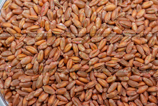 Wheat seeds, cereal seeds with red seed dressing or seed treatment. Стоковое фото, фотограф Ольга Сейфутдинова / Фотобанк Лори
