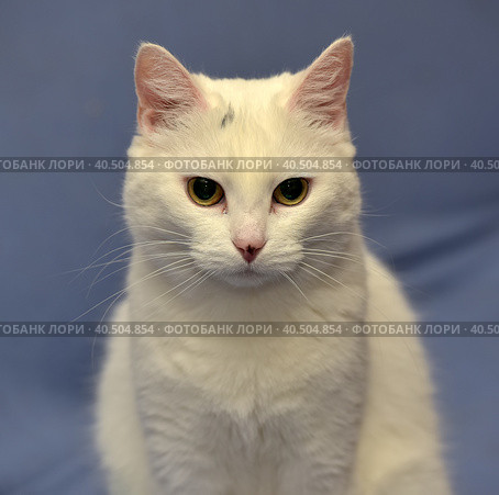 White albino cat. Стоковое фото, фотограф Анна Кривицкая / Фотобанк Лори