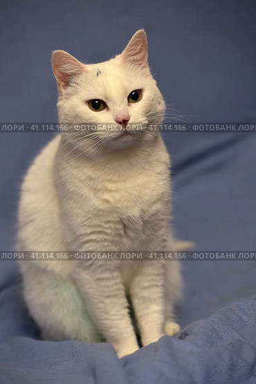White albino cat. Стоковое фото, фотограф Анна Кривицкая / Фотобанк Лори