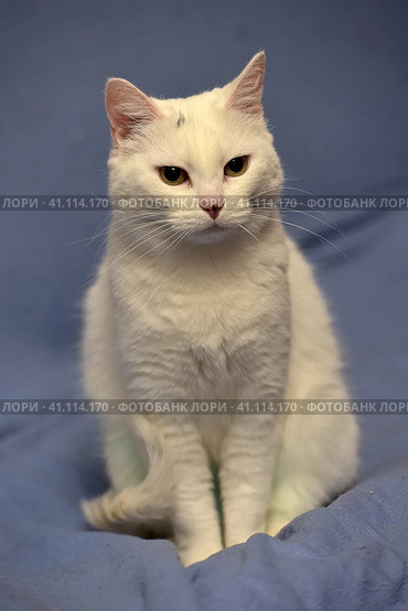 White albino cat. Стоковое фото, фотограф Анна Кривицкая / Фотобанк Лори