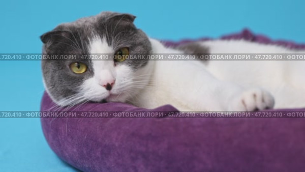 White and grey cat with bright yellow eyes lies on the soft purple pet bed on blue background. Pet concept. Slow motion footage. Стоковое видео, видеограф Ирина Михайличенко / Фотобанк Лори