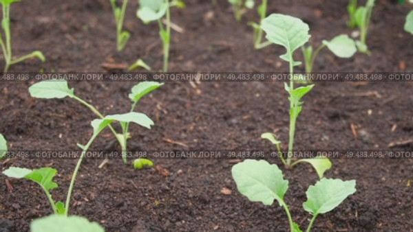 White cabbage seedlings. Young saplings of broccoli and cauliflower close-up grows in a garden bed ground soil. Planting in the vegetable garden. Organic green fresh Kale sprout having germinated. Стоковое видео, видеограф Марина Демидюк / Фотобанк Лори