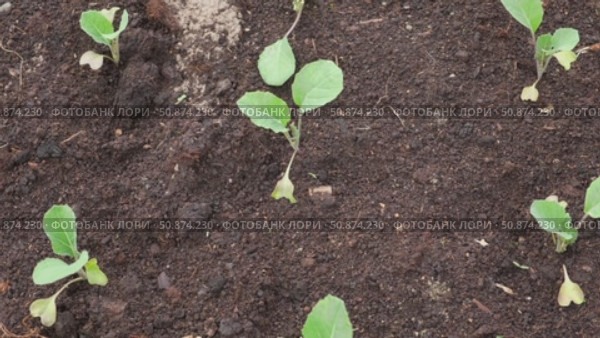 White cabbage seedlings. Young saplings of broccoli and cauliflower close-up grows in a garden bed ground soil. Planting in the vegetable garden. Organic green fresh Kale sprout having germinated. Стоковое видео, видеограф Марина Демидюк / Фотобанк Лори