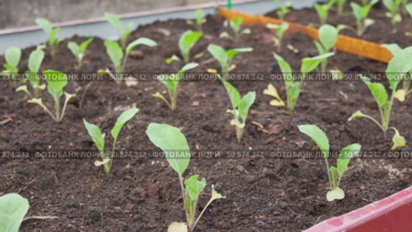 White cabbage seedlings. Young saplings of broccoli and cauliflower close-up grows in a garden bed ground soil. Planting in the vegetable garden. Organic green fresh Kale sprout having germinated. Стоковое видео, видеограф Марина Демидюк / Фотобанк Лори