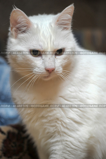 White cat. Стоковое фото, фотограф Анна Кривицкая / Фотобанк Лори