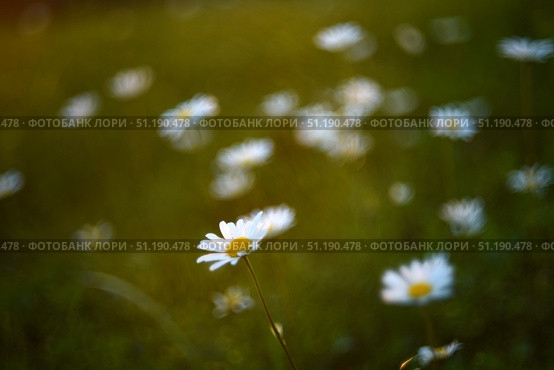 White chamomile flowers in the rays of the sun in a summer meadow. Flowers in the side. Стоковое фото, фотограф Valeriy Lushchikov / Фотобанк Лори