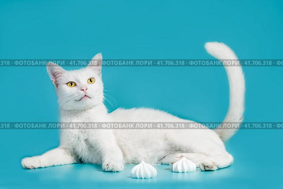 white contented cat lies on a turquoise background next to meringues. Стоковое фото, фотограф Артем Курутин / Фотобанк Лори
