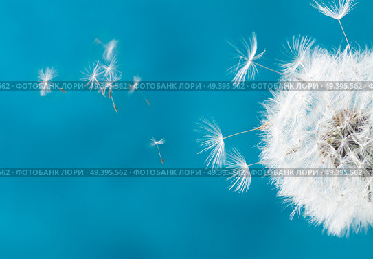 White dandelion head with flying seeds on blue background. White dandelion on blue. Стоковое фото, агентство Ingram Publishing / Фотобанк Лори