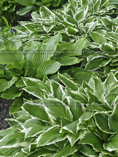 White-edged hosta in spring garden. Стоковое фото, агентство Ingram Publishing / Фотобанк Лори
