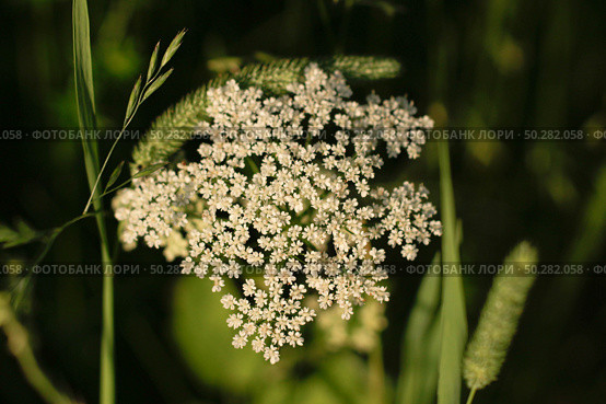 White flowers of Anthriscus sylvestris close-up on a green. Стоковое фото, фотограф Марина Демидюк / Фотобанк Лори