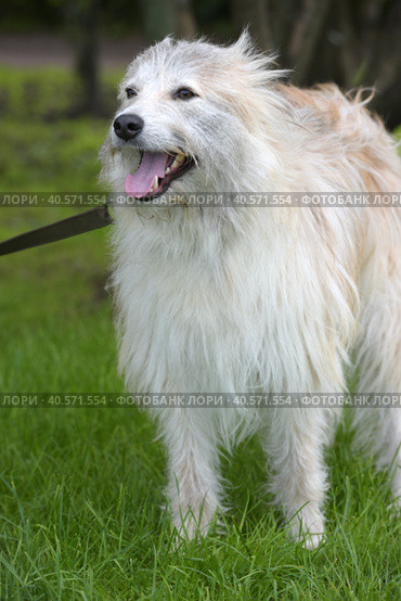 White fluffy dog metis on the background of green grass. Стоковое фото, фотограф Анна Кривицкая / Фотобанк Лори
