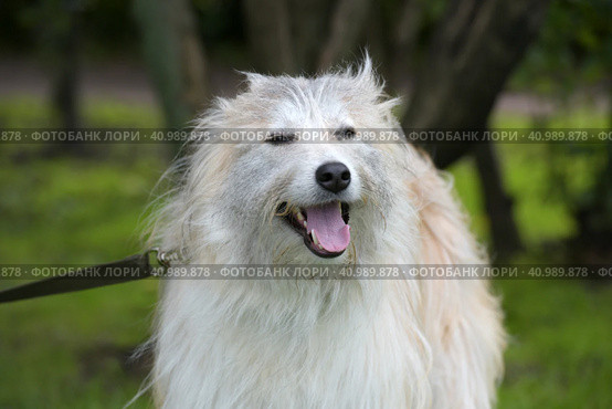 White fluffy dog metis on the background of green grass. Стоковое фото, фотограф Анна Кривицкая / Фотобанк Лори