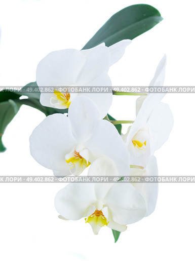 White fresh orchids isolated on white background. White fresh orchids. Стоковое фото, агентство Ingram Publishing / Фотобанк Лори
