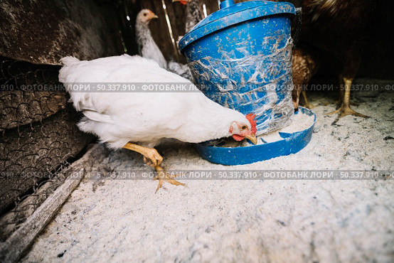 white hen feeding fodder coop. Стоковое фото, агентство Ingram Publishing / Фотобанк Лори