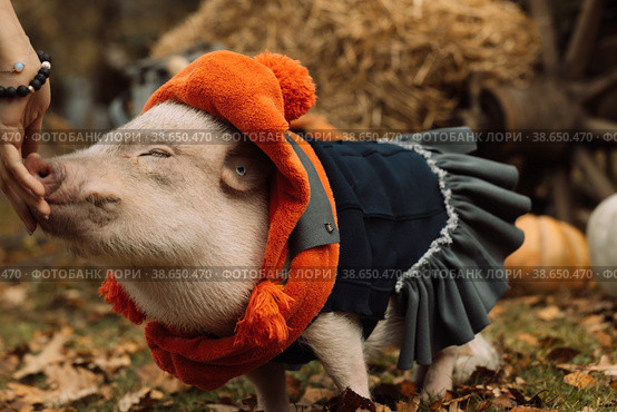 White mini pig in a smart suit posing on an autumn background. Стоковое фото, фотограф Ольга Сейфутдинова / Фотобанк Лори