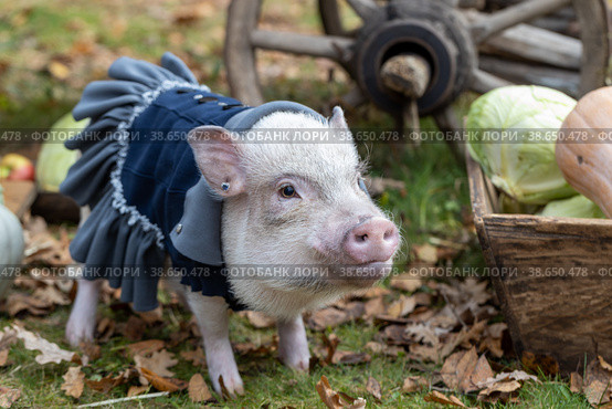 White mini pig in a smart suit posing on an autumn background. Стоковое фото, фотограф Ольга Сейфутдинова / Фотобанк Лори