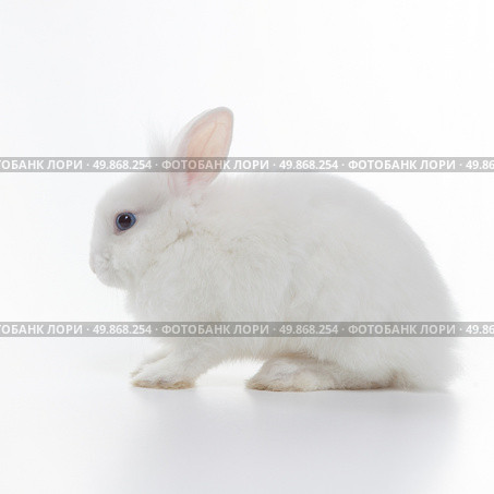 White rabbit isolated on white background. Стоковое фото, агентство Ingram Publishing / Фотобанк Лори