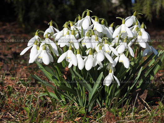 White snowdrops in garden. Стоковое фото, фотограф Роман Клевцов / Фотобанк Лори