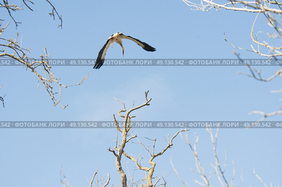White Stork Flying. Стоковое фото, агентство Ingram Publishing / Фотобанк Лори