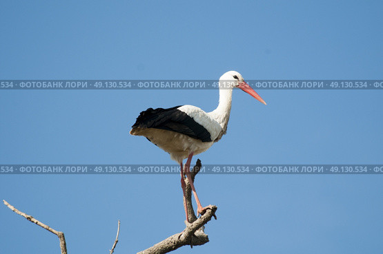 White Stork Perching On A Tree. Стоковое фото, агентство Ingram Publishing / Фотобанк Лори