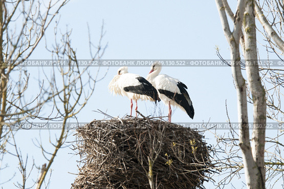 White Storks Nesting. Стоковое фото, агентство Ingram Publishing / Фотобанк Лори