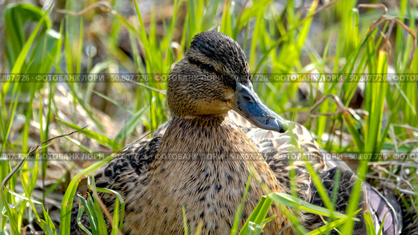 Wild duck hen hatches hooks on the nest. Стоковое фото, фотограф Igor Skripachev / Фотобанк Лори