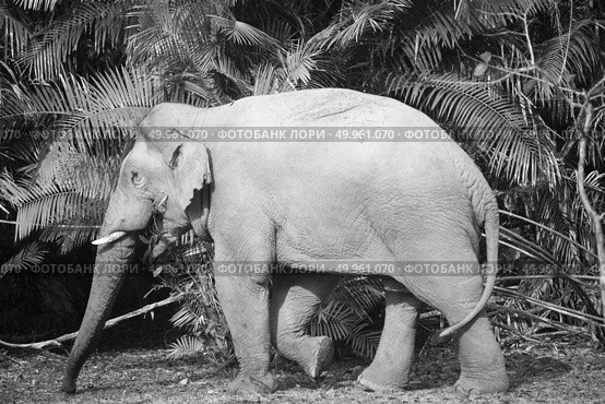 Wild elephant in Khao Yai National Park, Thailand. Стоковое фото, агентство Ingram Publishing / Фотобанк Лори