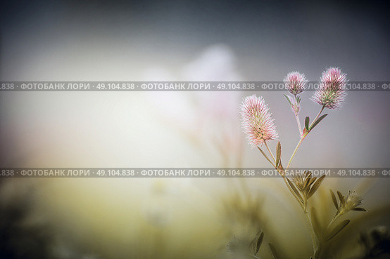 Wild flowers on dusk fog nature background. Trifolium arvense. Стоковое фото, агентство Ingram Publishing / Фотобанк Лори
