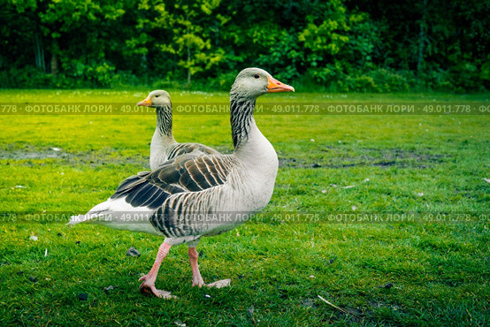 Wild grey geese walking on green grass. Стоковое фото, агентство Ingram Publishing / Фотобанк Лори