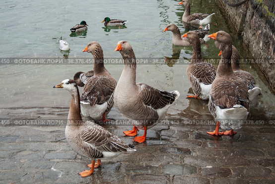 Wild greylag goose in city. Стоковое фото, фотограф Юлия Бабкина / Фотобанк Лори